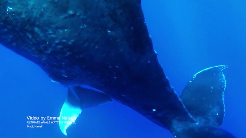 Kolem potápěčky proplavala rodící velryba
